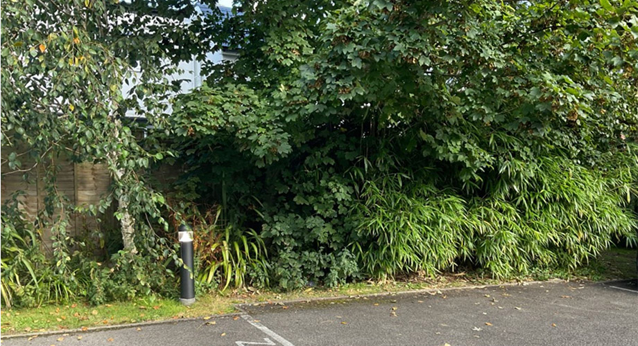 Bamboo screening plant in garden
