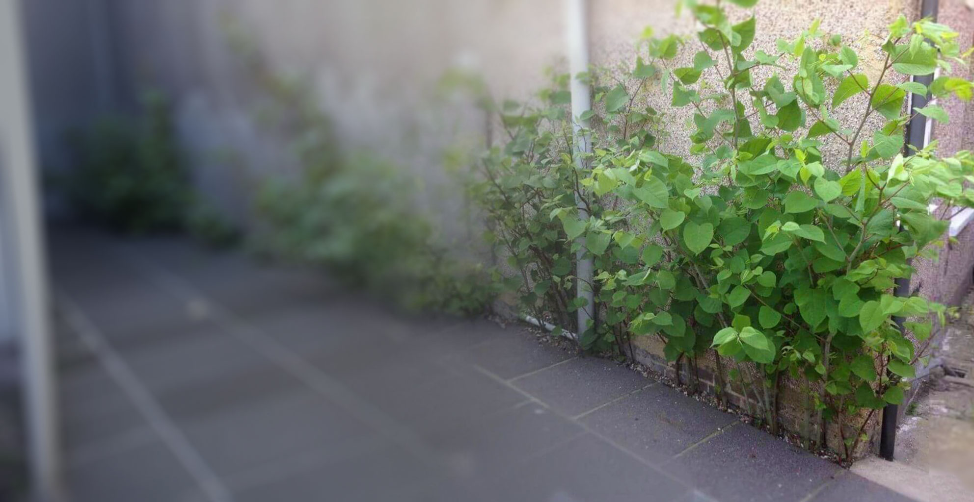 Japanese knotweed infestation in residential garden