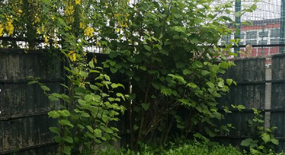 Severe Japanese knotweed infestation before removal