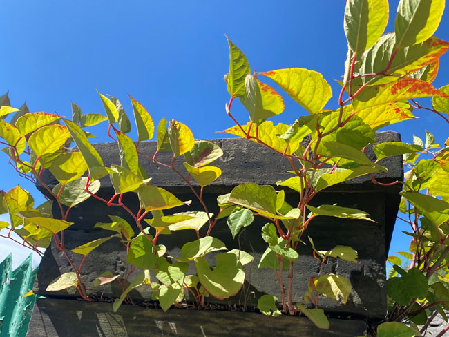 Bindweed and invasive climber comparison