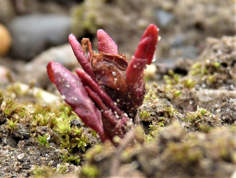Japanese knotweed red shoots emerging in spring