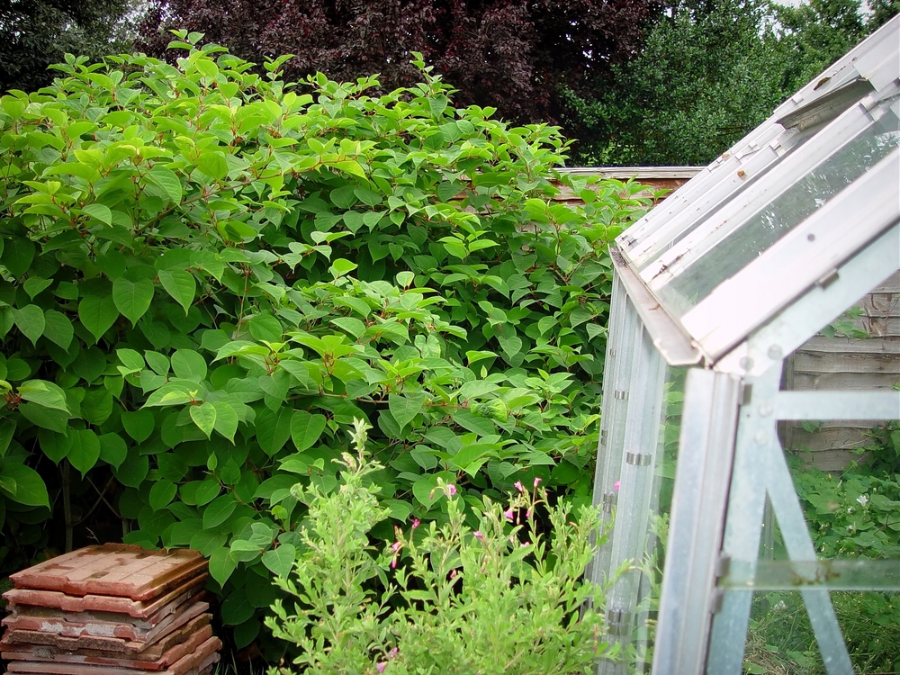 Japanese knotweed lush summer foliage with zig zag stems