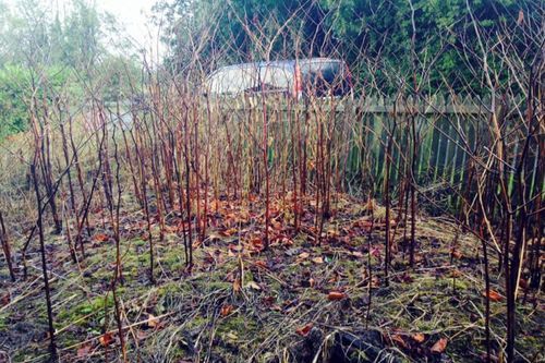Japanese knotweed winter cane die back